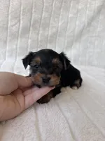 CKC Holden, a male Yorkshire Terrier for sale in Oklahoma City, OK – 2 of 6