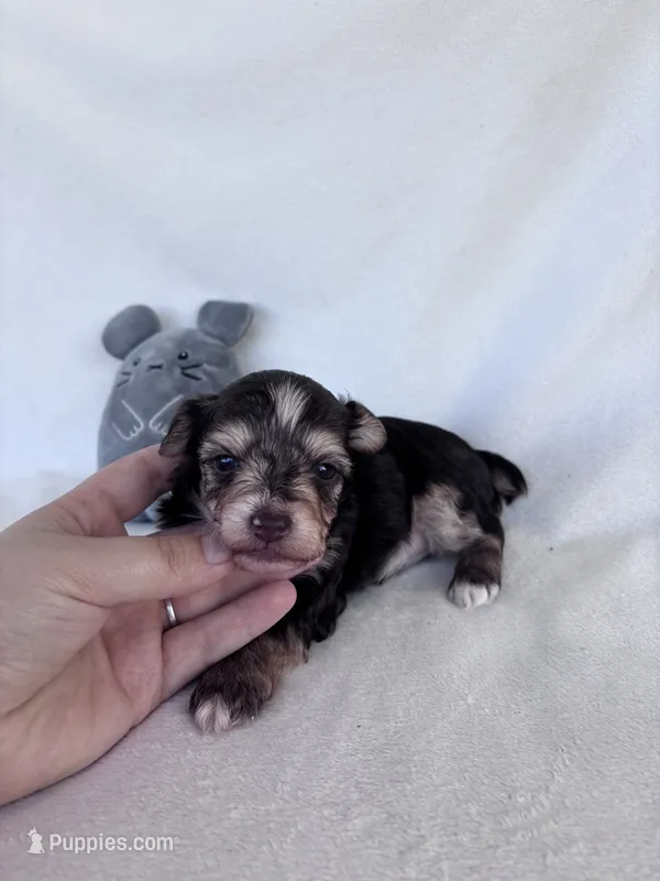 Cooper  – Yorkshire Terrier puppy for sale in Austin, TX