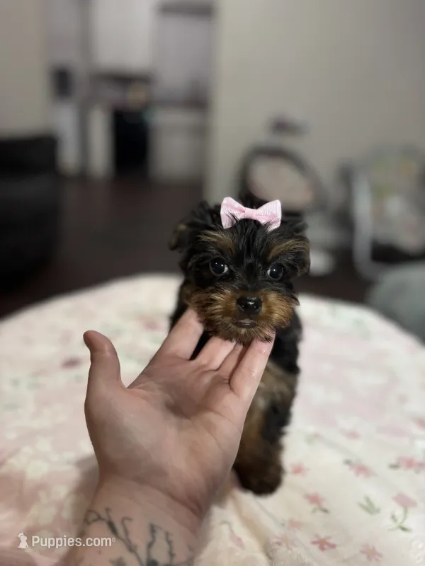Holly, a female Yorkshire Terrier for sale in Houston, TX – 1 of 7