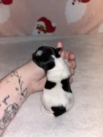 AKC Eden, a female Yorkshire Terrier for sale in Dallas, TX – Photo 2 of 7