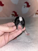 AKC Eden, a female Yorkshire Terrier for sale in Dallas, TX – Photo 1 of 7