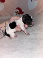 AKC Eden, a female Yorkshire Terrier for sale in Dallas, TX – Photo 6 of 7