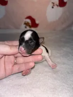 AKC Eden, a female Yorkshire Terrier for sale in Dallas, TX – Photo 3 of 7