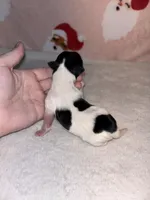 AKC Eden, a female Yorkshire Terrier for sale in Dallas, TX – Photo 7 of 7