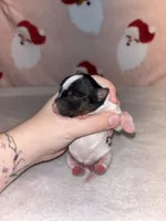 AKC Eden, a female Yorkshire Terrier for sale in Dallas, TX – Photo 5 of 7