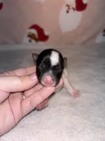 AKC Eden, a female Yorkshire Terrier for sale in Dallas, TX – Photo 4 of 7