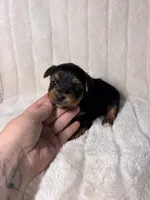 CKC Holden, a male Yorkshire Terrier for sale in Spring, TX – 2 of 5