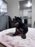 Holly, a female Yorkshire Terrier for sale in Houston, TX – 6 of 7