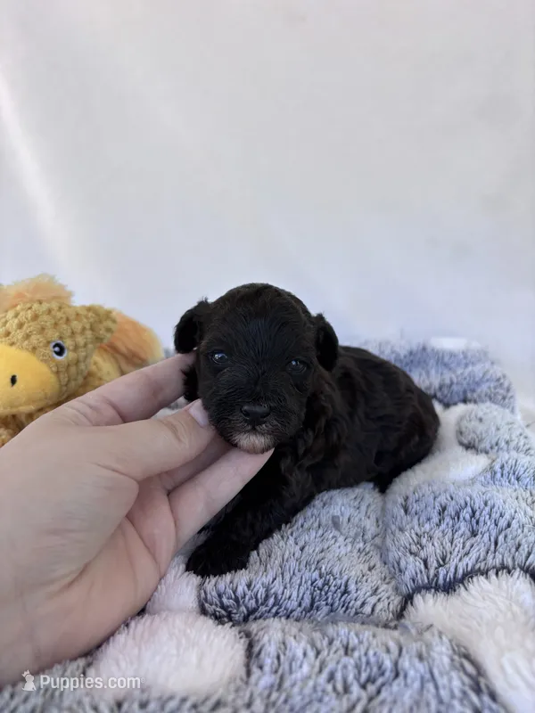 Calvin – Yorkipoo puppy for sale in Austin, TX