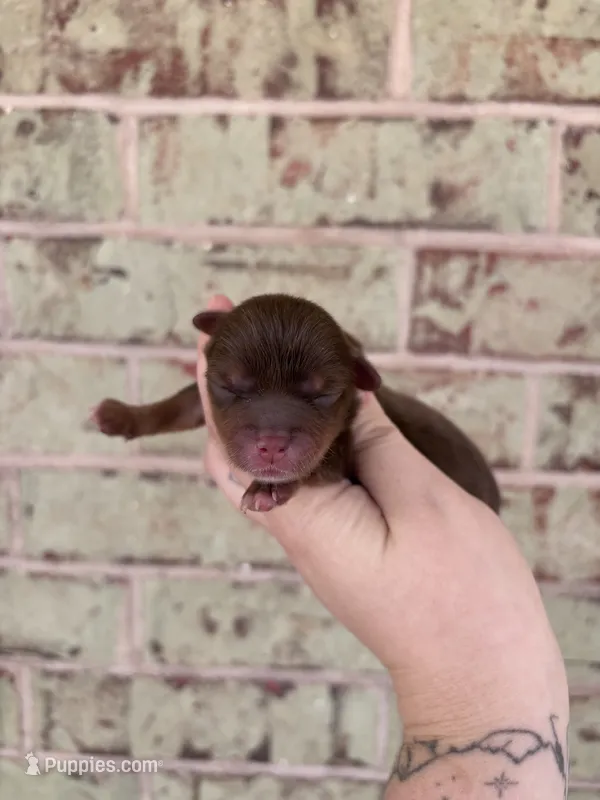 Toby – Yorkshire Terrier puppy for sale in Spring, TX