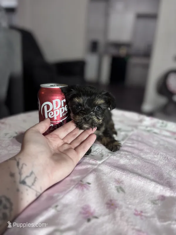 Hope – Yorkshire Terrier puppy for sale in Houston, TX