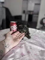 Hope, a female Yorkshire Terrier for sale in Houston, TX – 1 of 4