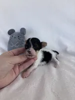 Tiny, a male Yorkshire Terrier for sale in Austin, TX – 6 of 6
