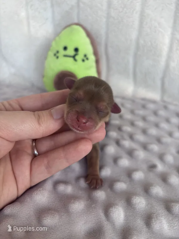 Hailey – Yorkshire Terrier puppy for sale in Spring, TX