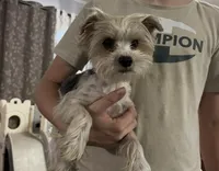 AKC Gucci , a male Yorkshire Terrier for sale in Spring, TX – 1 of 2