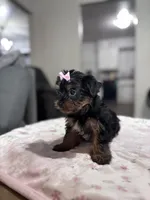 Holly, a female Yorkshire Terrier for sale in Houston, TX – 5 of 7