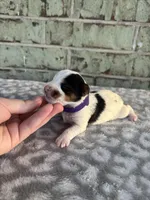 Maggie, a female Yorkshire Terrier for sale in Dallas, TX – Photo 7 of 10