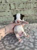 Maggie, a female Yorkshire Terrier for sale in Dallas, TX – Photo 10 of 10