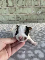 Maggie, a female Yorkshire Terrier for sale in Dallas, TX – Photo 3 of 10