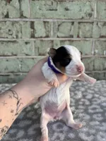 Maggie, a female Yorkshire Terrier for sale in Dallas, TX – Photo 5 of 10