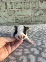 Maggie, a female Yorkshire Terrier for sale in Dallas, TX – Photo 2 of 10