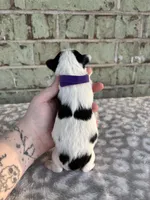 Maggie, a female Yorkshire Terrier for sale in Dallas, TX – Photo 9 of 10