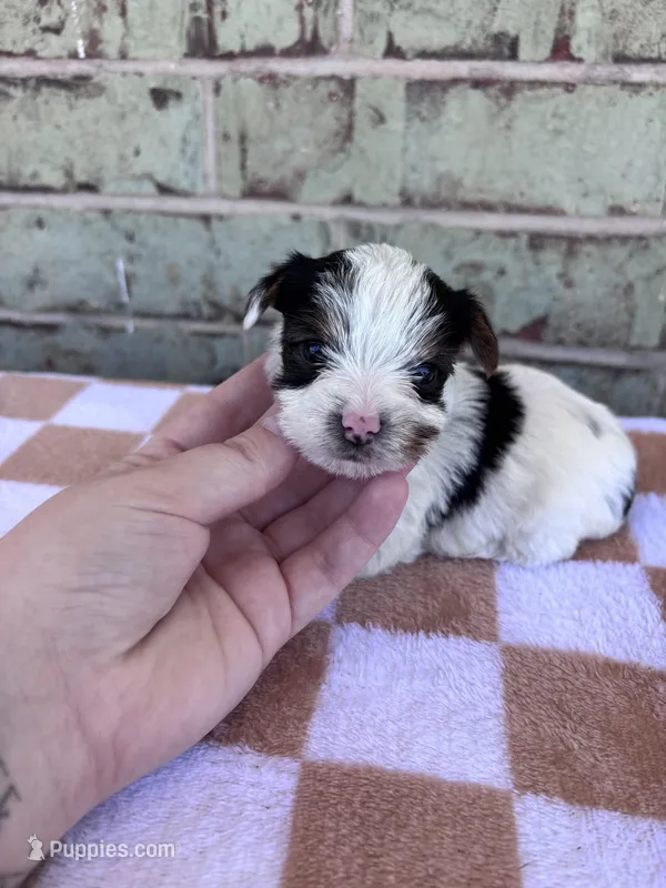 Maggie – Yorkshire Terrier puppy for sale in Houston, TX
