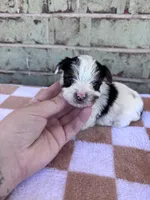 Maggie, a female Yorkshire Terrier for sale in Tulsa, OK – Photo 1 of 4