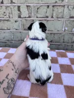 Maggie, a female Yorkshire Terrier for sale in Tulsa, OK – Photo 4 of 4