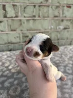 Maggie, a female Yorkshire Terrier for sale in Dallas, TX – Photo 4 of 10