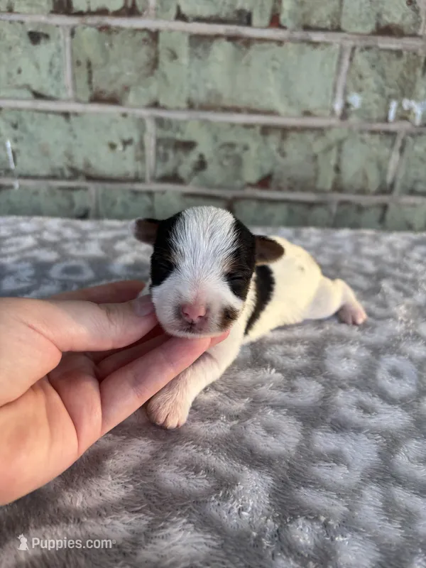 Maggie – Yorkshire Terrier puppy for sale in Dallas, TX