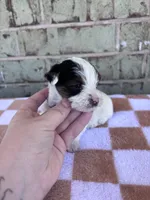 Maggie, a female Yorkshire Terrier for sale in Tulsa, OK – Photo 2 of 4