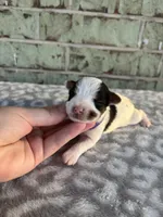 Maggie, a female Yorkshire Terrier for sale in Dallas, TX – Photo 6 of 10