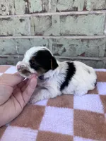 Maggie, a female Yorkshire Terrier for sale in Tulsa, OK – Photo 3 of 4