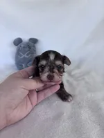 Cooper , a male Yorkshire Terrier for sale in Austin, TX – 4 of 4