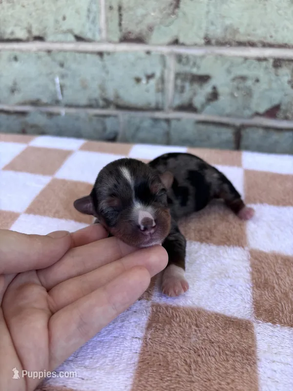 Holden – Yorkshire Terrier puppy for sale in Conroe, TX