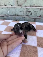 Holden, a male Yorkshire Terrier for sale in Conroe, TX – Photo 1 of 7