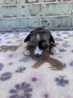 APRI Holden, a male Yorkshire Terrier for sale in The Woodlands, TX – Photo 3 of 7