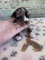 APRI Holden, a male Yorkshire Terrier for sale in The Woodlands, TX – Photo 6 of 7