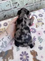 APRI Holden, a male Yorkshire Terrier for sale in The Woodlands, TX – Photo 7 of 7