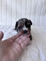 APRI Holden, a male Yorkshire Terrier for sale in Dallas, TX – 4 of 5