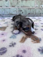 APRI Holden, a male Yorkshire Terrier for sale in The Woodlands, TX – Photo 4 of 7