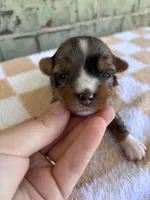 APRI Holden, a male Yorkshire Terrier for sale in Oklahoma City, OK – Photo 2 of 4
