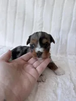 APRI Holden, a male Yorkshire Terrier for sale in Dallas, TX – 2 of 5