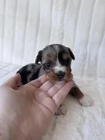 APRI Holden, a male Yorkshire Terrier for sale in Dallas, TX – 3 of 5