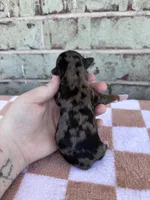 Holden, a male Yorkshire Terrier for sale in Conroe, TX – Photo 7 of 7