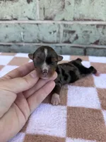 Holden, a male Yorkshire Terrier for sale in Conroe, TX – Photo 2 of 7