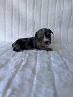 APRI Holden, a male Yorkshire Terrier for sale in Dallas, TX – 1 of 5