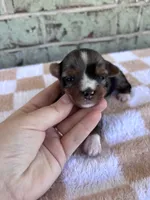 APRI Holden, a male Yorkshire Terrier for sale in Oklahoma City, OK – Photo 3 of 4