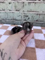 Holden, a male Yorkshire Terrier for sale in Conroe, TX – Photo 5 of 7